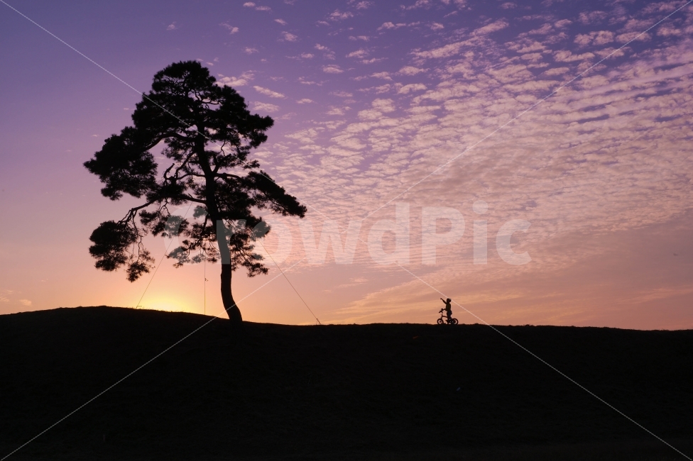 풍경,사람,자전거,노을,저녁,자연,풍경,nature,landscape,식물,plants,나무,trees,wood,사람,인물,인간,human,person,어린이,어린아이,child,children,kid,인물실루엣,사람실루엣,character silhouette,human silhouette,스포츠,레저,운동,sports,leisure,exercise,plant,tree,outdoors,옥외