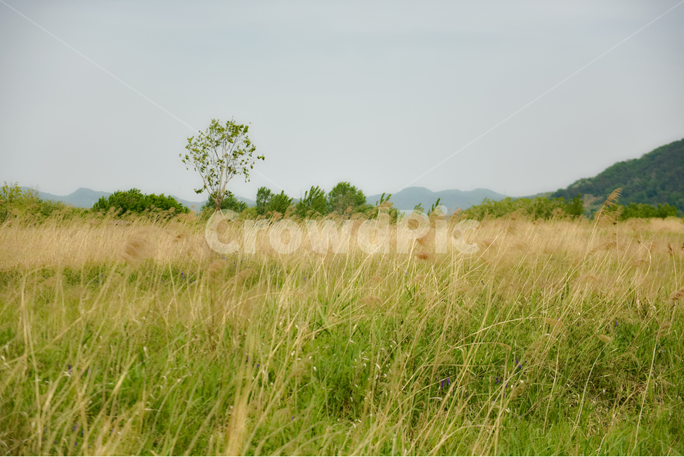 꽃,자연,접사,힐링,신선함,season,plants,nature,flower,sensible,feeling,색깔,색상,색채,색감,colorsense,colorsensitivity,feelingofcolor,감성,평온함,느낌,휴식,녹색,하늘