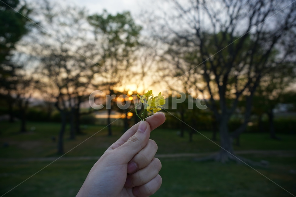 일몰,꽃,sunset,손,아웃포커스