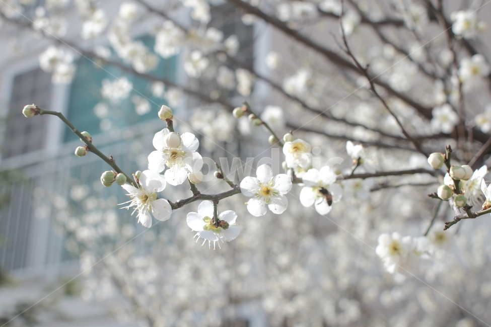 봄,꽃,꽃놀이,꽃잎,나무,봄,계절,spring,season,식물,자연,plants,nature,꽃,flower,plant,blossom