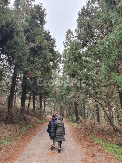 제주도,오름,숲,금악오름,두여자,뒷모습,흙길,나무,오솔길,산책,산책로,겨울숲