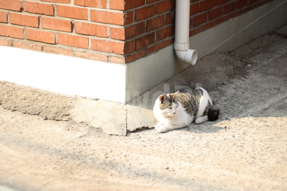 고양이,반려동물,유기묘,길냥이,애완동물,cat,pet,kitten,아기고양이,코숏,코리안숏헤어,동물,animal,캣맘,캣대디,동물,animal,고양이,cat,kitten,kitty,포유류,mammal