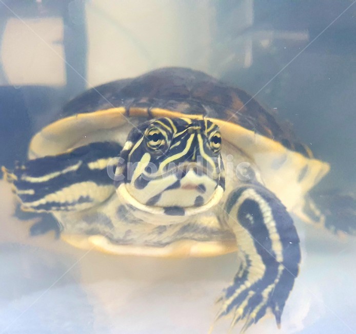 거북이,애완,동물,해양생물,반수생,동물,animal,파충류,양서류,reptile,amphibian