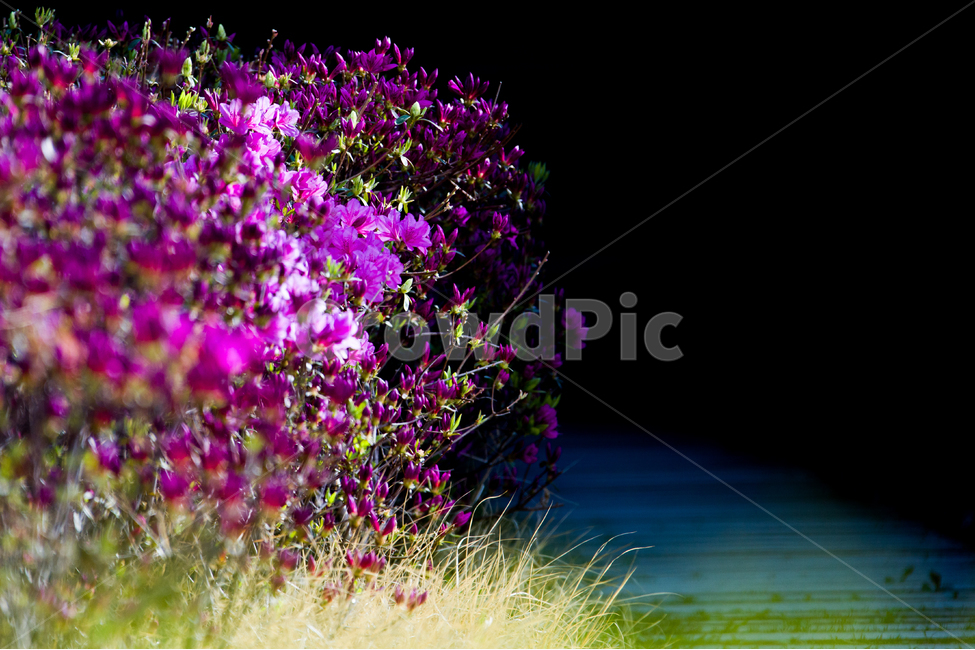 봄,꽃,길,철쭉,산책,봄,계절,spring,season,식물,자연,plants,nature,꽃,flower