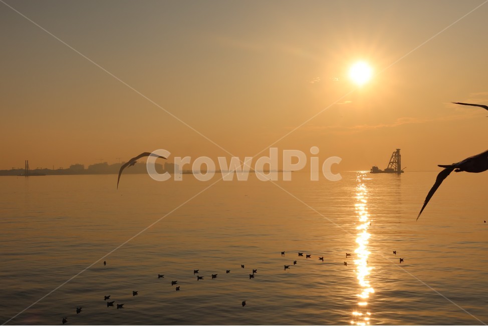 노을,sunset,바다,바다노을,밤바다,갈매기,야경,경치