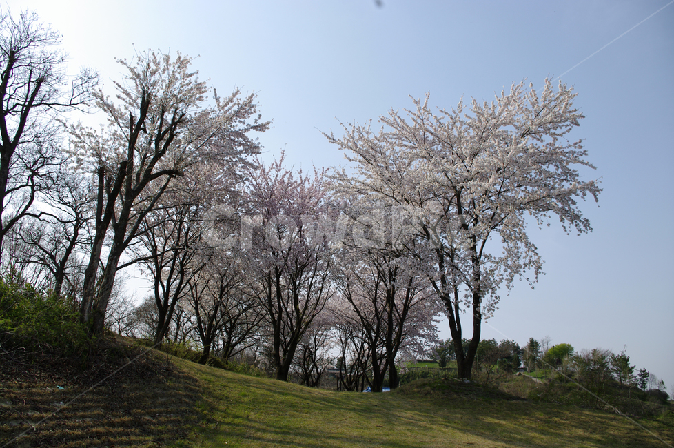 봄,벚꽃,나무,꽃,flower,식물,봄,계절,spring,season,자연,풍경,nature,landscape,plant,tree