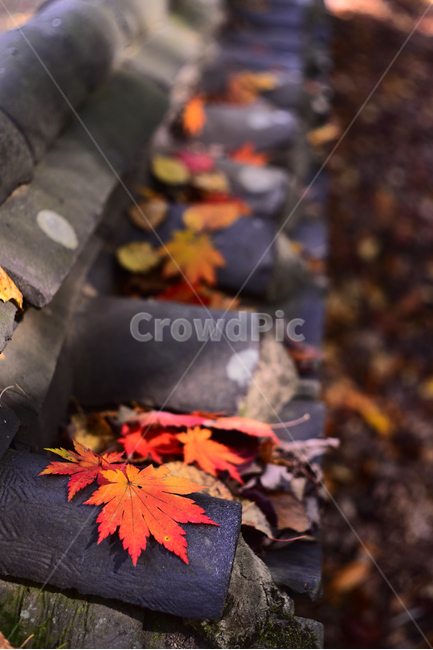 가을,한국전통,기왓장,담장,울타리,단풍잎,잎새,이파리,잎사귀,메이플,maple,autumn,fall,background,outdoor,옥외,야외,햇살,낙엽,leaf,가을감성,가을분위기,가을배경,가을서정,계절,시즌,season,빈티지,오래된,vintage,느낌,필링,감성사진,feeling,sensibleeomtional,분위기,색감,가을,계절,fall,autumn,season,잎,plant,식물,tree,나무