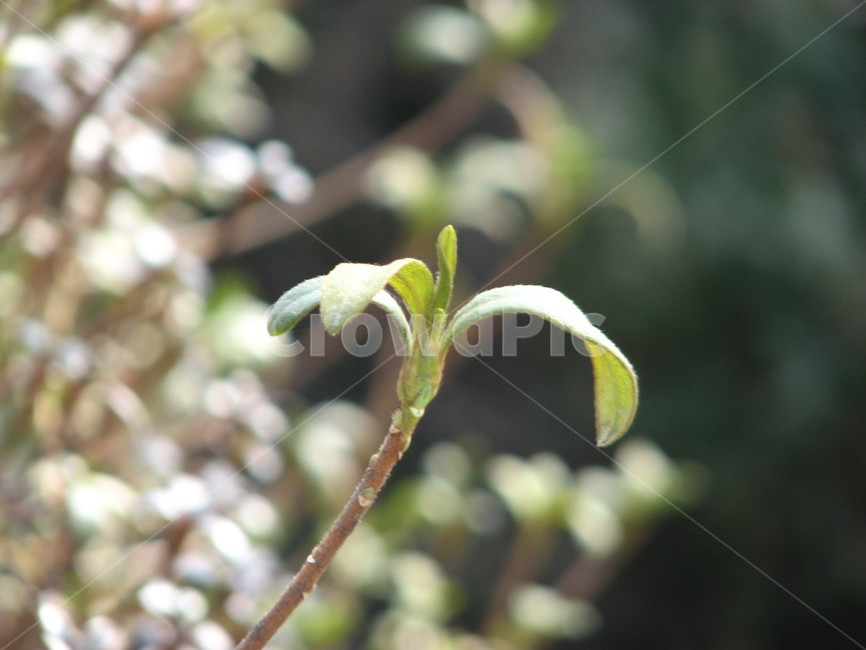 plant,식물,잎,leaf,초록잎,식물,자연,plants,nature