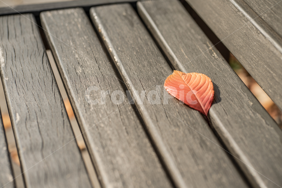 가을,벤치,낙엽,붉은색,접사,가을,계절,fall,autumn,season,furniture,가구,plant,식물,leaf,잎,wood,나무