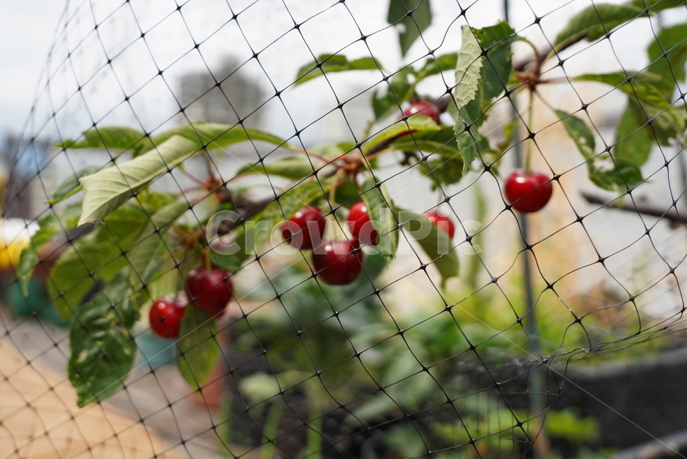 앵두,열매,빨간앵두,cherry,앵두나무,과일,열매,fruit