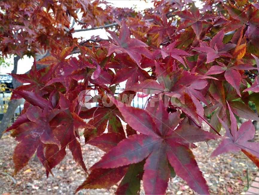 가을단풍,가을,엽록소,leaf,잎,plant,식물,tree,나무,maple,단풍,가을,계절,fall,autumn,season