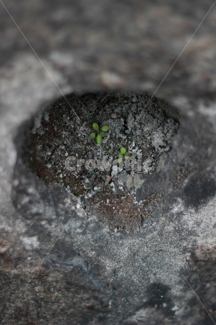 새싹,고난,골목,생명,잎,식물,자연,plants,nature