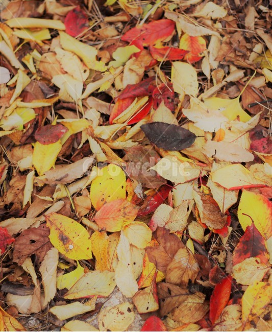 가을,낙엽,빨강,노랑,바스락,가을,계절,fall,autumn,season,leaf,잎,plant,식물,tree,나무