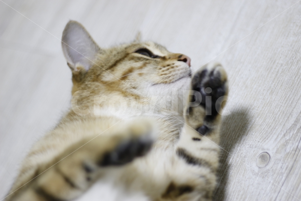 고양이,반려동물,유기묘,길냥이,애완동물,cat,pet,kitten,아기고양이,코숏,코리안숏헤어,캣대디,캣맘,반려묘,동물,동물,animal,고양이,cat,kitten,kitty,포유류,mammal