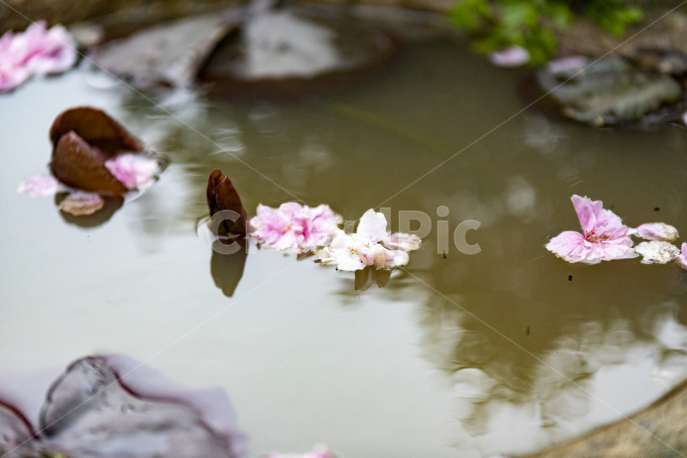 자연,연못,벚꽃,핑크,배경,반사,식물,자연,plants,nature,꽃,flower
