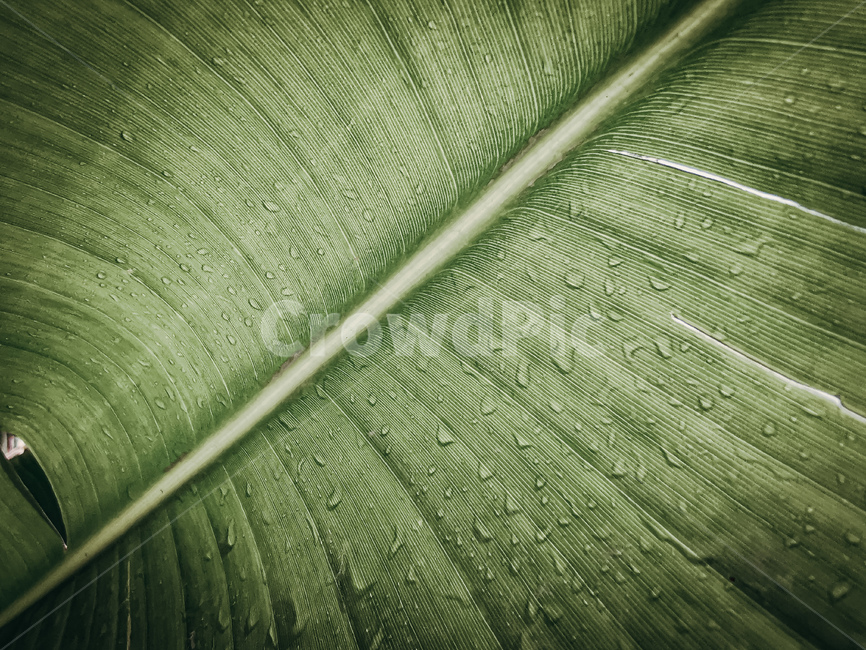 leaf,plant,drop,bali,indonesia,balinese,waterdrop,bananaleaf,vintqge,southeastasia,작은물방울,잎,식물,바나나잎,발리,동남아,빈티지,이슬