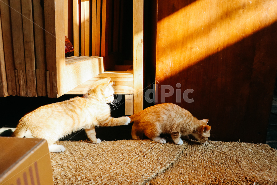 고양이,새끼고양이,아기고양이,길냥이,길고양이,냥이,cat,길냥,냥,동물,animal,포유류,mammal,고양이,cat,kitten,kitty,감성,sensible,feeling