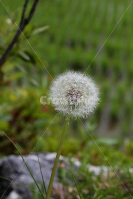 민들레씨,씨앗,민들레,민들레씨앗,씨,꽃씨,자연,식물,클로즈업,seed,plant,dandelion,green,녹색,그린,seeds,soft,부드러운,봄,spring,야외,정원,식물,자연,plants,nature,꽃,flower