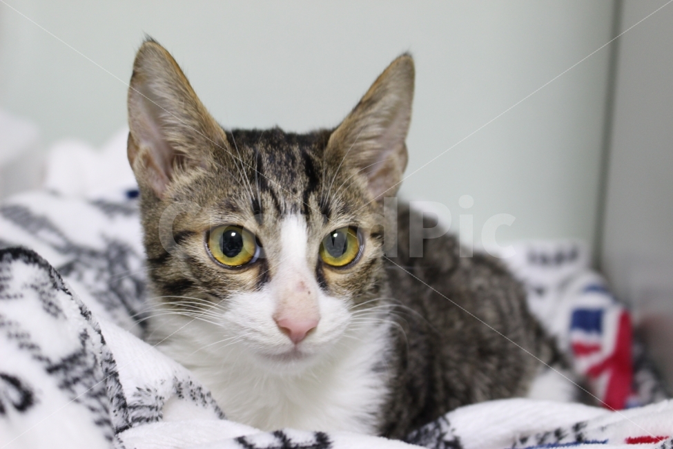 고양이,반려동물,유기묘,길냥이,애완동물,cat,pet,kitten,아기고양이,코숏,코리안숏헤어,동물,animal,고양이,cat,kitten,kitty,포유류,mammal