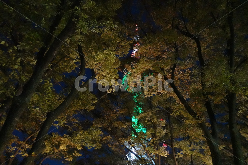 나무,남산타워,랜드마크,koreafamousetower,tree,tower