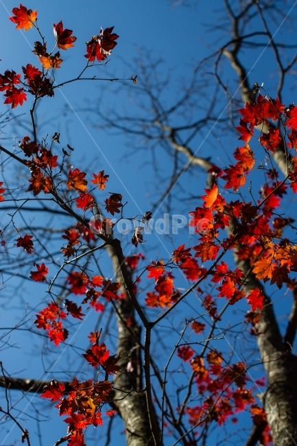 단풍,단풍잎,가을,나무,산,풍경,가을,계절,fall,autumn,season,식물,자연,plants,nature,나무,trees,wood,leaf,잎,plant,tree