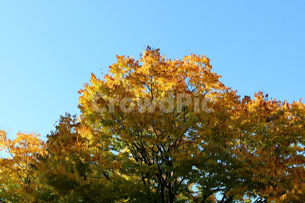 나무,단풍,식물,자연,가을,느티나무,가을,계절,fall,autumn,season,tree,plant
