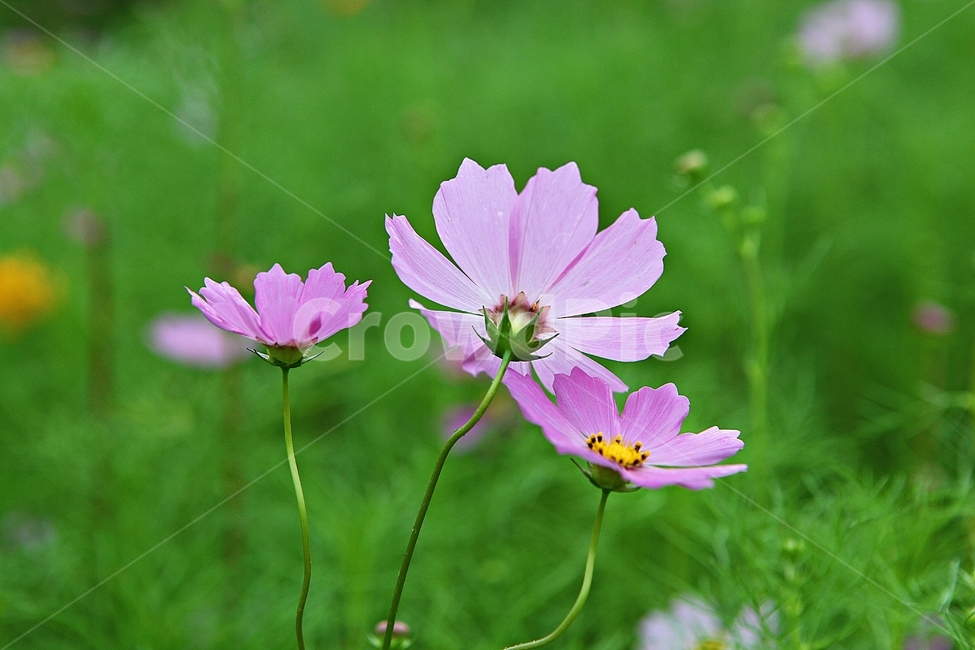 코스모스,꽃,꽃잎,식물,자연,가을,가을꽃,공원,식물,자연,plants,nature,꽃,flower