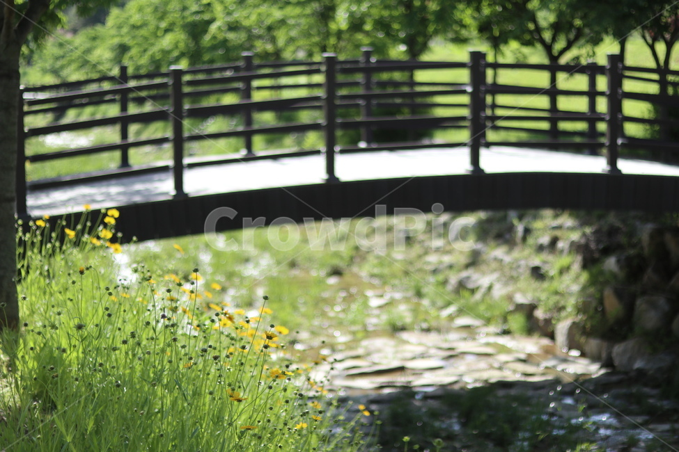 금계국,노랑,봄,풍경,아침,빛,식물,자연,plants,nature,꽃,flower