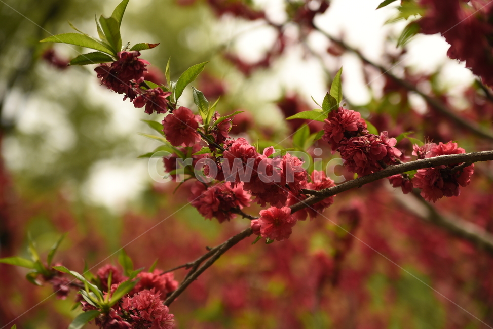 봄,붉은,꽃,빨간,봄봄봄,식물,자연,plants,nature,꽃,flower