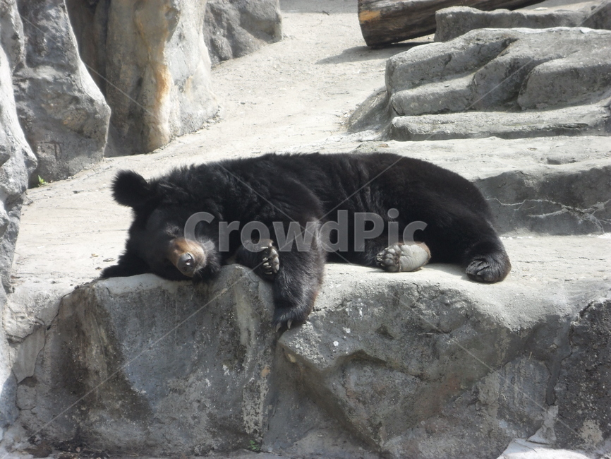 피곤,곰,흑곰,눕다,누움,피곤함,동물,bear,animal,포유류,동물,animal,포유류,mammal