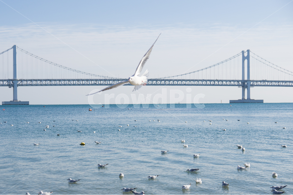 갈매기,새,광안리,조류,무리,랜드마크,landmark,tourist attraction,한국랜드마크,한국관광지,한국명소,korea landmark,korea tourist attraction,동물,animal,조류,새,birds