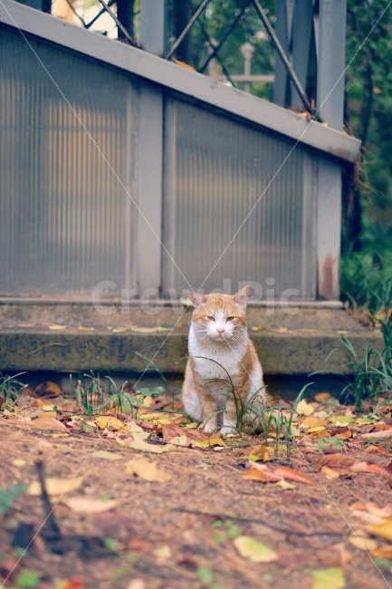 고양이,가을,단풍,시선,고양이사진,낙엽,응시,인사,비,아침,동물,animal,포유류,mammal,고양이,cat,kitten,kitty