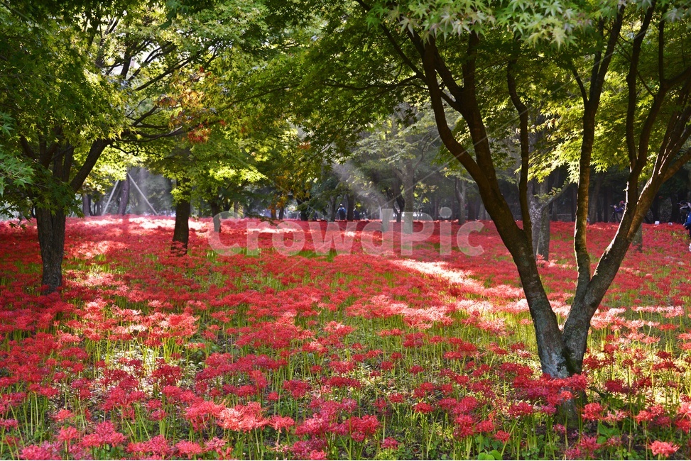 영광,불갑사,꽃무릇,꽃무릇축제,축제,plant,식물,tree,나무,treetrunk,나무줄기,자연,풍경,nature,landscape,식물,plants,꽃,flower