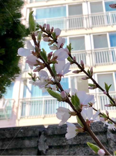 꽃,나무,봄,체리나무,꽃망울,체리꽃,식물,자연,plants,nature,꽃,flower
