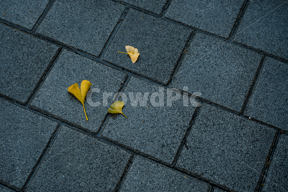 가을,계절,낙엽,잎,자연,leaf,plant,식물,가을,계절,fall,autumn,season