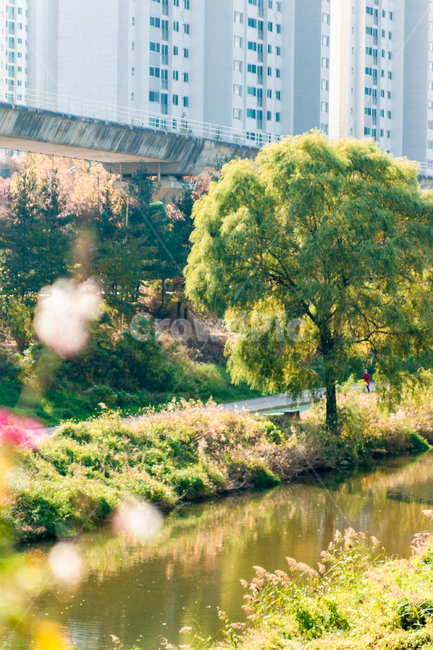 가을,autumn,자연,nature,공원,park,나들이,picnic,야외,outdoor,맑은날,day,식물,plant,초록,초록색,green,강,river,나무,tree,오후,afternoon,자연,풍경,nature,landscape