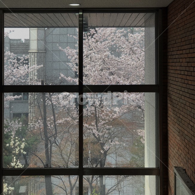 벚꽃,봄,대학교,4월,창문