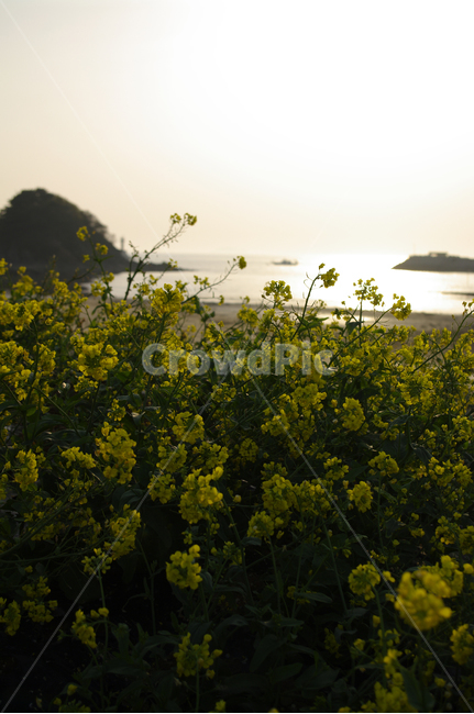 바다,유채꽃,노을,꽃,식물,섬,식물,자연,plants,nature,꽃,flower