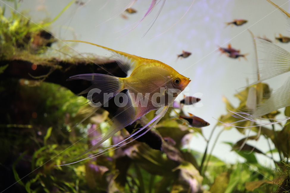 angelfish,엔젤피쉬,sealife,해양생물,fish,물고기,animal,동물,어류,물고기,fish