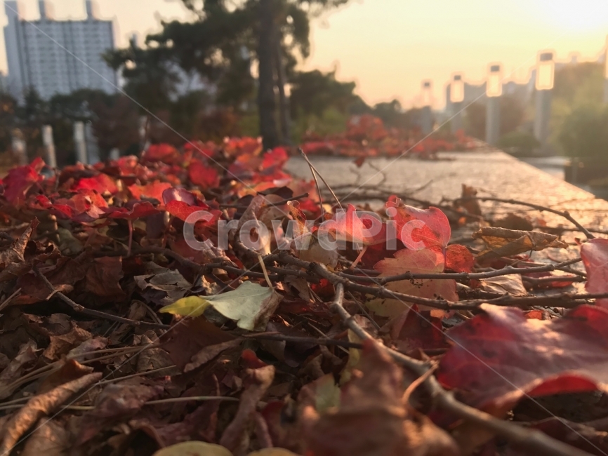 낙엽,가을,석양,단풍잎,노을,나뭇잎,나뭇가지,빨간색,붉은색,가을,계절,fall,autumn,season,식물,자연,plants,nature,leaf,잎,plant,tree,나무,maple,단풍