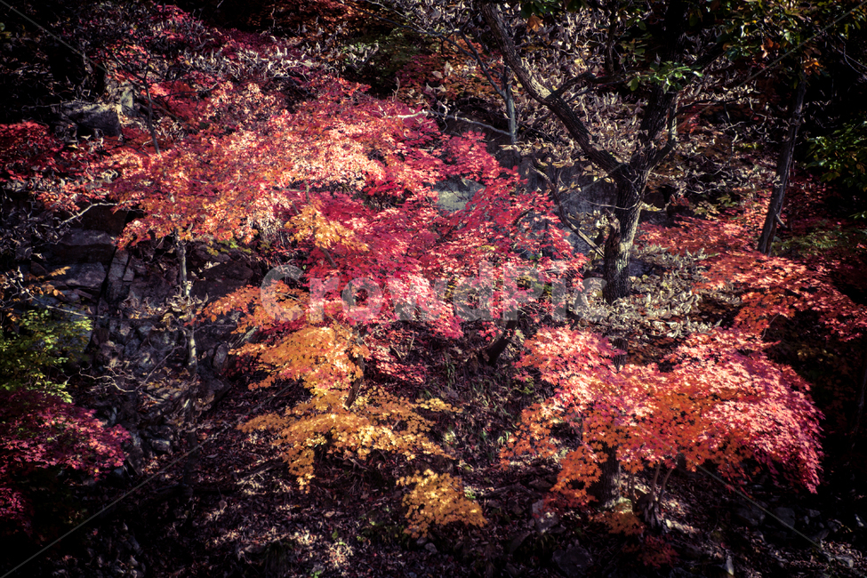 nature,자연,fall,가을,단풍,나무,tree,가을,계절,fall,autumn,season,leaf,잎,plant,식물,maple