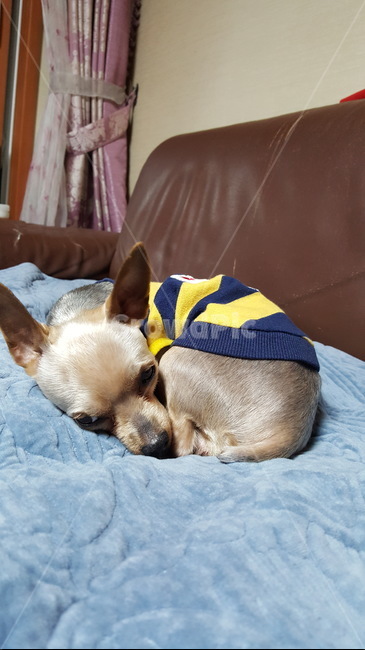 애완견,개,강아지,반려견,소파,거실,동물,animal,포유류,mammal,개,강아지,dog,doggy
