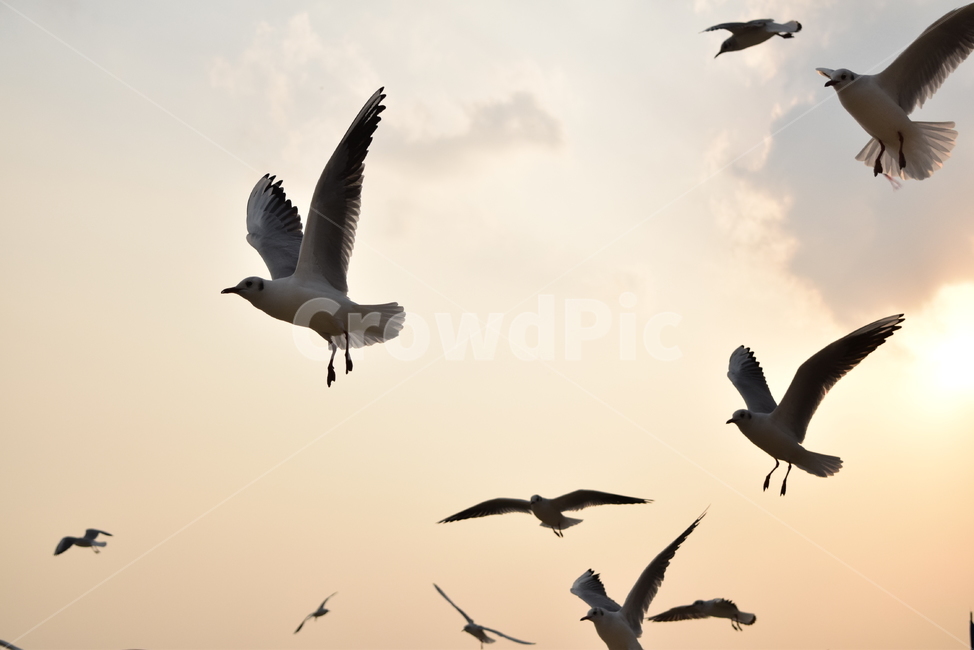날아오르는, 비상, 노을, 새, bird, 사진,이미지,일러스트,캘리그라피 - 리리라라작가