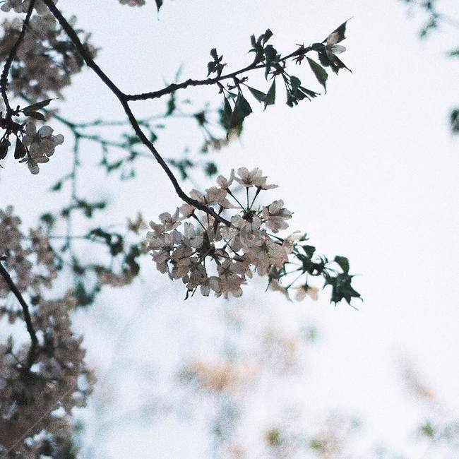 벚꽃,꽃,필름사진,하늘,자연,풍경,감성,감성사진,나무,봄,계절,spring,season,식물,자연,plants,nature,꽃,flower,plant