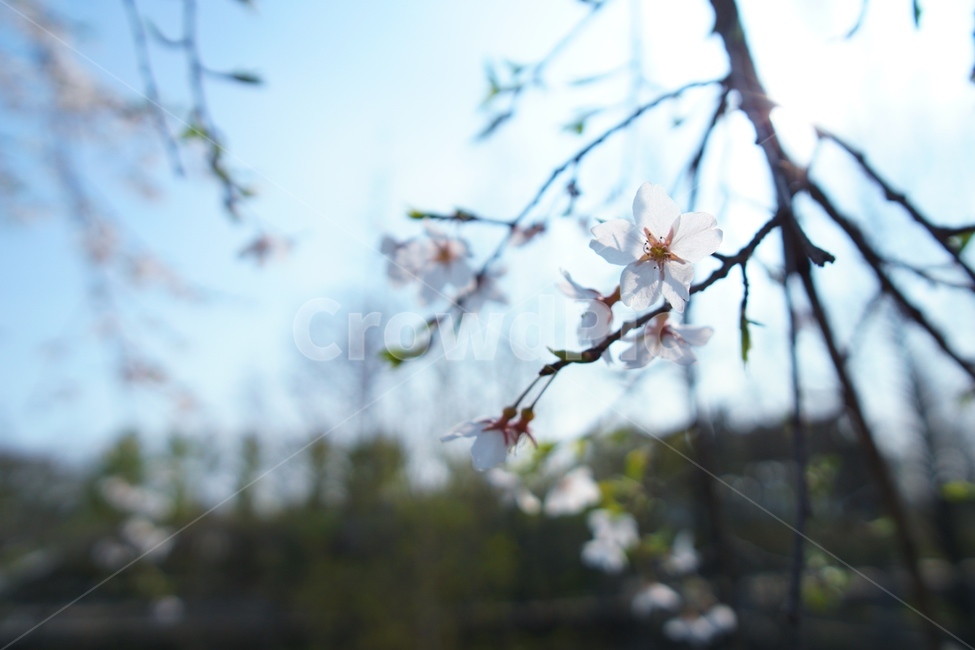 벚꽃,봄,cherryblossom,꽃,봄꽃,꽃나무,나무,식물