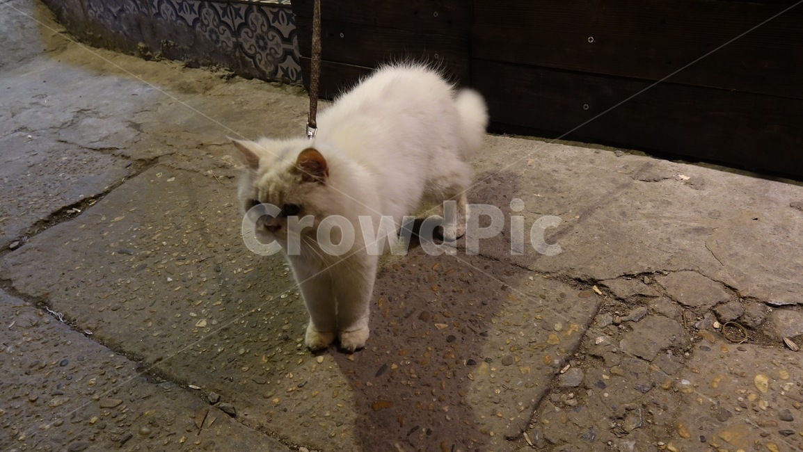 고양이,길고양이,동물,흰고양이,반려묘,동물,animal,포유류,mammal,고양이,cat,kitten,kitty