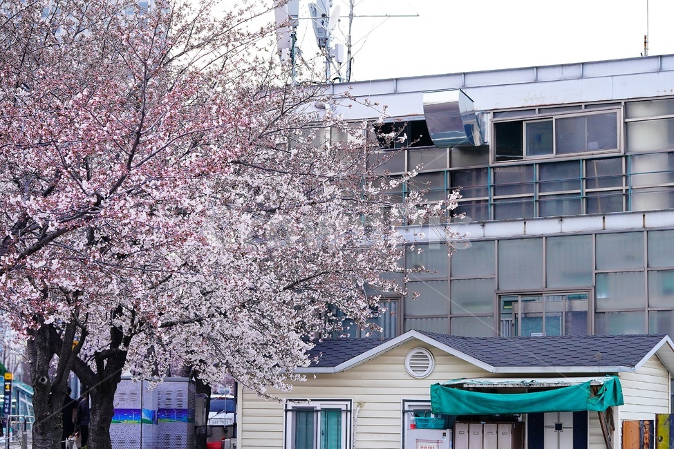 plant,식물,꽃,flower,벚꽃,blossom,풍경,landscape,scene,view