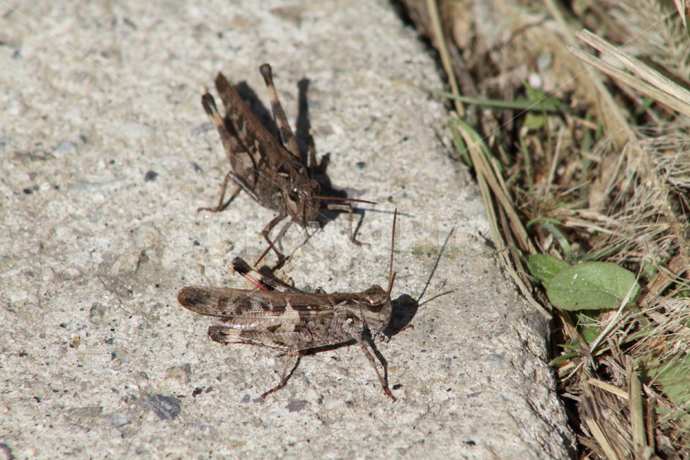 메뚜기,절지동물,곤충,동물,acrididae,동물,animal,곤충,벌레,insect,bug