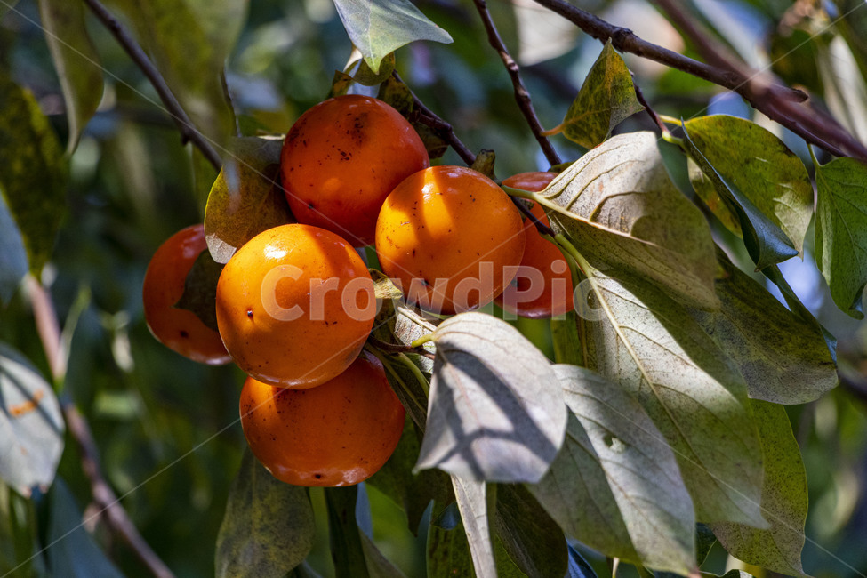 감,단감,감나무,과일,열매,persimmon,persimmontree,가을,계절,fall,autumn,season,과일,열매,fruit,plant,식물,food,음식