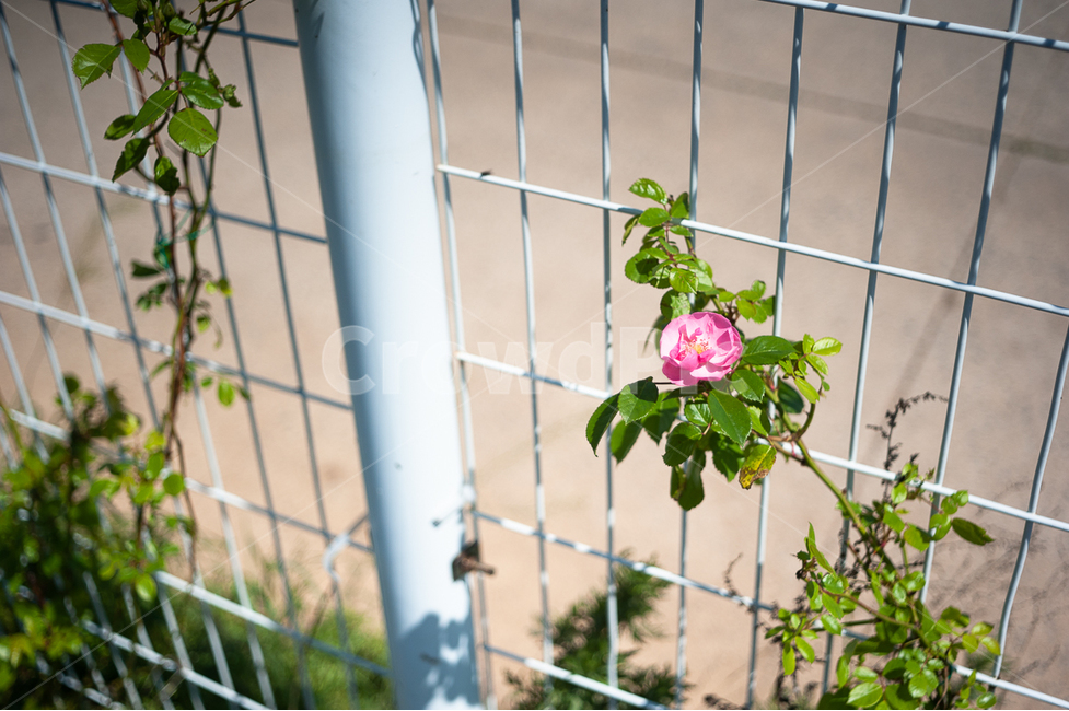 들꽃,꽃,장미,자연,식물,풀,잎,들판,길가,길꽃,꽃잎,flower,조경,원예,화원,화창한,농장,담장,담장풍경,식물,자연,plants,nature,꽃,flower